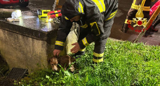 Cane finisce in un pozzo e rischia di annegare, salvato dai vigili del fuoco